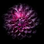 Purple Dahlia Art Print