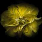 Golden Yellow Petals Art Print