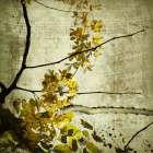 Yellow Kerala Blossoms Art Print