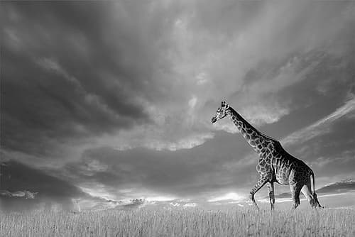 Giraffes, African Skies Art Print by Anonymous