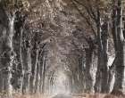 Down The Country Road Art Print
