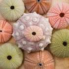 Sea Urchin Group Art Print
