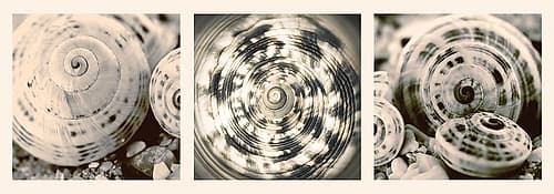 Shell Collection Art Print by N. Lourens
