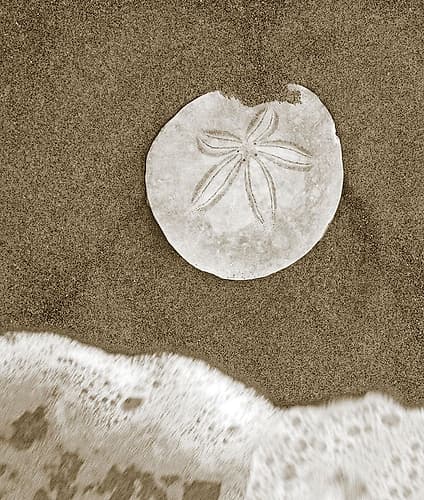 Sand Dollar and Surf Art Print