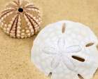 Sand Dollar and Sea Urchin Art Print