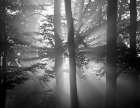 Light Through the Trees I Art Print