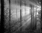 Light Through the Trees II Art Print