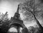 Eiffel Tower with Tree Art Print