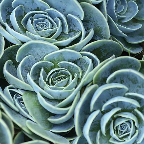 Blue Green Flora Art Print