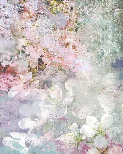 Cherry Flowers Art Print