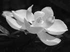 Magnolia Flower Art Print
