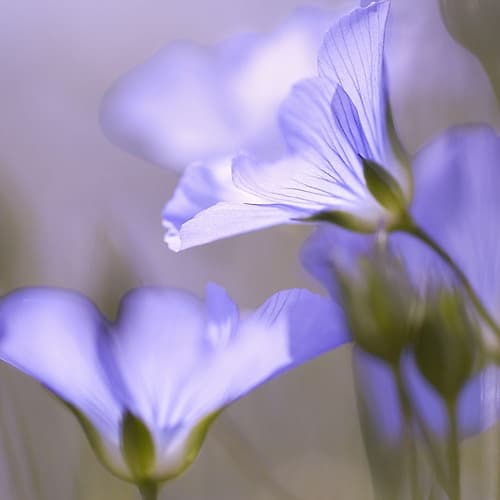 Fleur Mauve Art Print