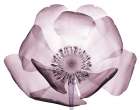 Translucent Lavender Poppy Art Print