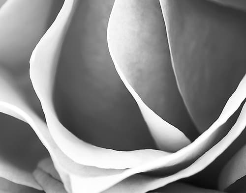 Rose Petal Detail Art Print