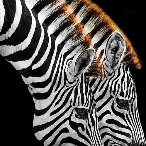 Zebras Grazing Art Print by Anonymous