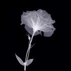 Bud in Bloom Art Print