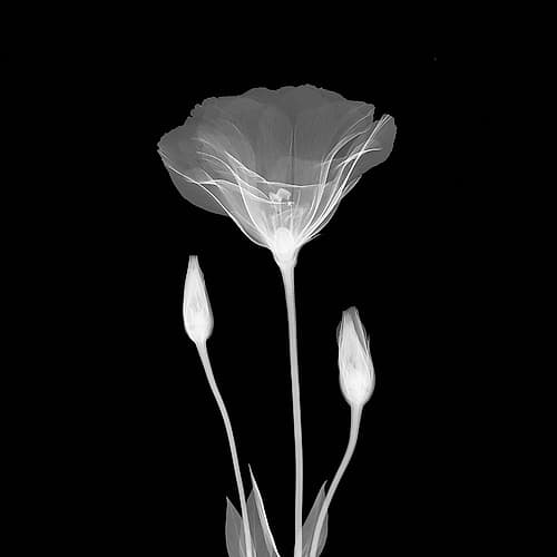 Poppy in Lace Art Print by Anonymous