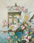 Two Cockatiels Art Print by Unknown