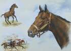 Thoroughbred I Art Print by Unknown