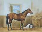 Thoroughbred II Art Print by Unknown