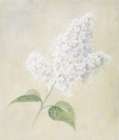 White Azalea Art Print by Unknown