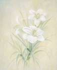 White Lily Art Print by Unknown