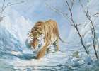 Stalking Tiger Art Print by Unknown