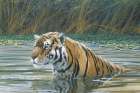 Bengal Tiger Art Print by Unknown