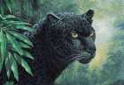 Black Panther Art Print by Unknown