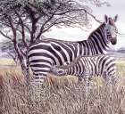 Zebras Art Print by Unknown