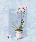 Orchid Art Print by Unknown