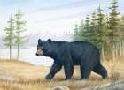 Black Bear Art Print by Unknown