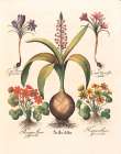 Bulb Botanical Art Print