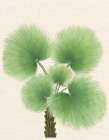 Palm Fronds Art Print