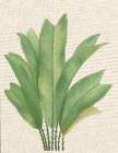 Palm Fronds I Art Print by Unknown