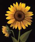 Sunflower II Art Print by Unknown