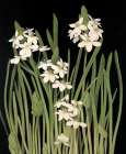 Lily II Art Print by Unknown