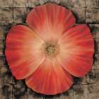 Red Poppy I Art Print by Unknown