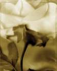 Flower Focus I Art Print by Unknown