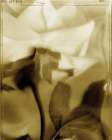 Flower Focus II Art Print by Unknown