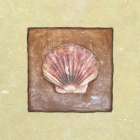 Sea Shell Art Print by Unknown