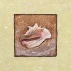 Conch Shell Art Print by Unknown