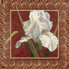 Iris in Red/Gold Art Print by Unknown