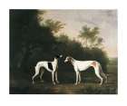 Two Greyhounds Art Print by Unknown