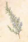 Rosemary Art Print by Unknown