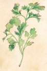 Parsley Art Print by Unknown