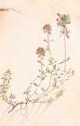 Thyme Art Print by Unknown