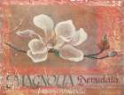 White Magnolia Art Print by Unknown