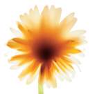 Floral III Art Print by Unknown