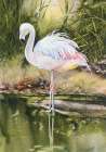 Flamingo Art Print by Unknown